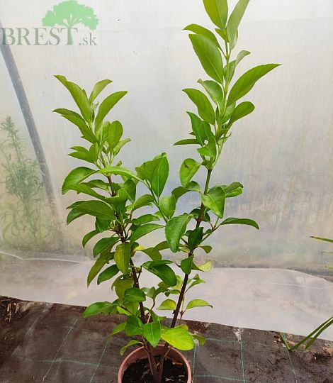 Viburnum lucidum